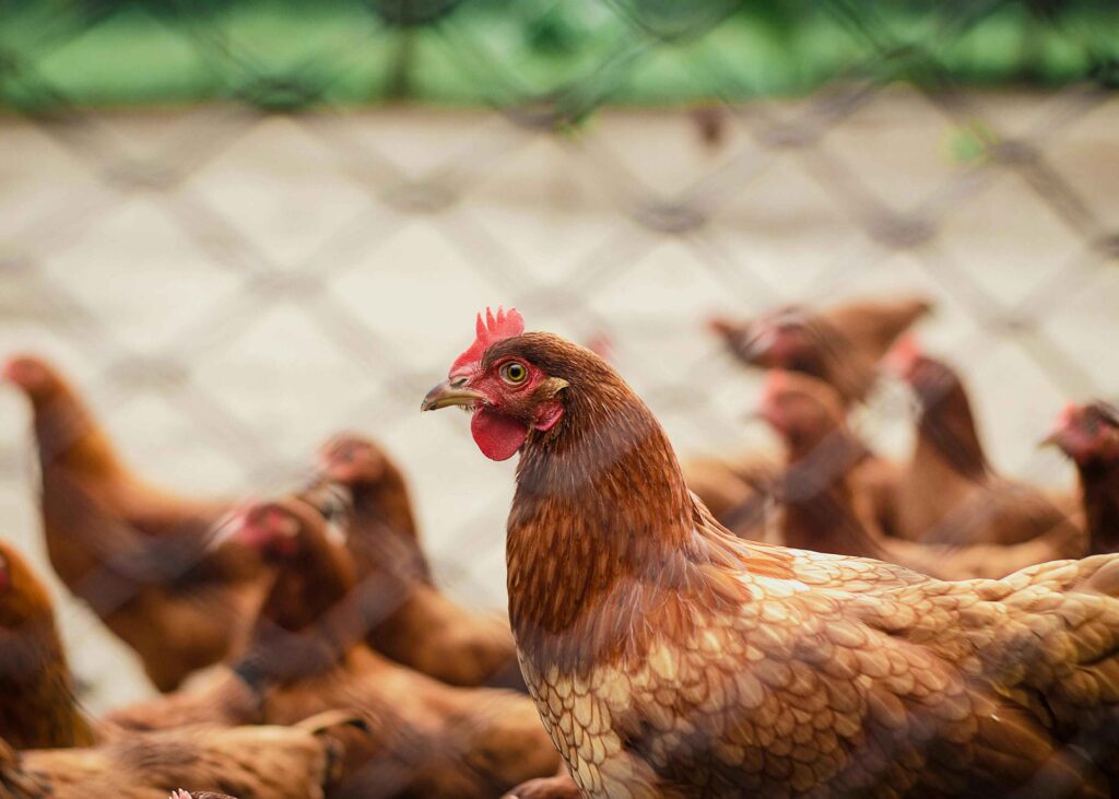 What is the economic impact of poultry?