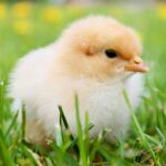 What is the economic impact of poultry?